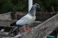 The high flyer pigeon bird natural photo Royalty Free Stock Photo