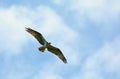 High Flying North American Osprey