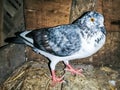 High flying pigeon taking rest