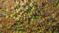 High flying quadcopter over the tops of colorful trees in the autumn forest