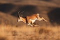 High-flying Springbok bounds with energy, capturing the spirit of freedom