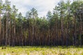 High forest on the back / small young forest nursery on the foreground. Blue sky Royalty Free Stock Photo