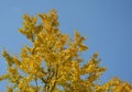 High gingko tree with yellow leaves against blue sky Royalty Free Stock Photo