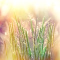 High grass Royalty Free Stock Photo