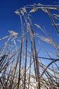 High grass in the field is covered with frosty frost autumn morning against the blue sky Royalty Free Stock Photo