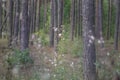 High grass of forest. Thistle with furr, that appeared instead o