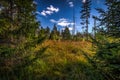 High grass in green autumn forest near stone labyrinth Bledne skaly Royalty Free Stock Photo