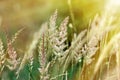 High grass illuminated by sunlight Royalty Free Stock Photo