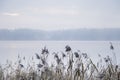 High grass with a lake behind and misty landscape Royalty Free Stock Photo