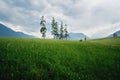 High grass meadow in Austrian mountain landscape with pine trees and hut during stormy weather, Mieminger Plateau, Tyrol, Austia