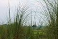 High grass Saccharum spontaneum arching and framing old brick kiln and tree