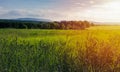 High grass with trees and hill Klet at sunset. South Czech republic landscape Royalty Free Stock Photo