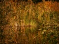 High grasses on the banks of a pond, in the last evening light, the grasses are reflected in the water, in the very blurred