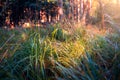 High grasses in the forest lit by the rays of the rising sun.