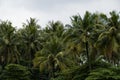 High green Coconut trees garden Royalty Free Stock Photo