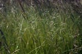 High green field grass with spikelets Royalty Free Stock Photo
