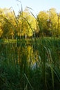 High green grass closeup. white birch trees with bright yellow f