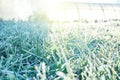 High green grass covered with white hoarfrost on meadow Royalty Free Stock Photo