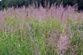 The high green grass with fluffy pink spikelets Royalty Free Stock Photo