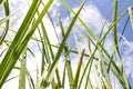 High green grass with rain drops in sunshine on sky Royalty Free Stock Photo