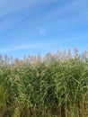 High green grass with spikes against blue sky Royalty Free Stock Photo