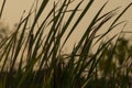 High Green Grass wind and evening sunset Royalty Free Stock Photo