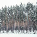 Green pines covered with snow in forest Royalty Free Stock Photo