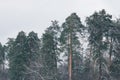 high green pines in snowy forest Royalty Free Stock Photo