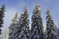 High green pines trees covered with snow in the mountain wintertime. Beautiful blue sky as background