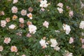 High growing bushes of fragrant gentle pink rose in a garden