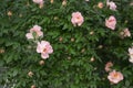 High growing bushes of fragrant gentle pink rose in a garden