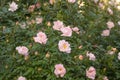 High growing bushes of fragrant gentle pink rose in a garden