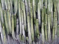 High growing cactus