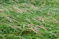 High grown meadow grass after rain Royalty Free Stock Photo