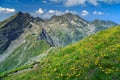 High hackly mountain ridges with yellow dandelion flowers,Fagaras,Romania