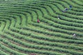 High hill green tea plantation Royalty Free Stock Photo