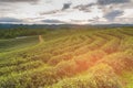 High hill green tea plantation skyline Royalty Free Stock Photo