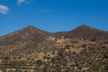 Hills with olive trees, Crete, Greece Royalty Free Stock Photo