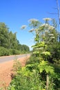 High hogweed Royalty Free Stock Photo