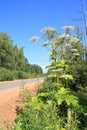 High hogweed Royalty Free Stock Photo