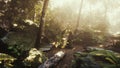 High Humidity In Jungle Rainforest in foggy day Timelapse