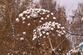 High inflorescences Hogweed dusted with snow