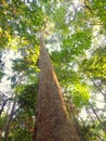 A high iron tree with green foliage in the morning