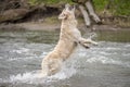 High jump of a dog in water Royalty Free Stock Photo