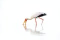 High key art photo. Stork fly in Africa. Yellow-billed Stork, Mycteria ibis, feeding in the lake, Okavango delta, Moremi, Botswana