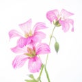 High Key beautiful delicate translucent pink flowers Royalty Free Stock Photo