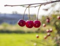High key bunch of shiny red three cherries on a branch Royalty Free Stock Photo