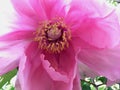 High key detail of beautiful pink tree peony showing stamens and pistil Royalty Free Stock Photo