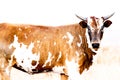 High key image of a Nguni cow at sunset 5 Royalty Free Stock Photo