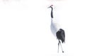 High Key Image of the red crowned crane in snow field feeding ground Royalty Free Stock Photo